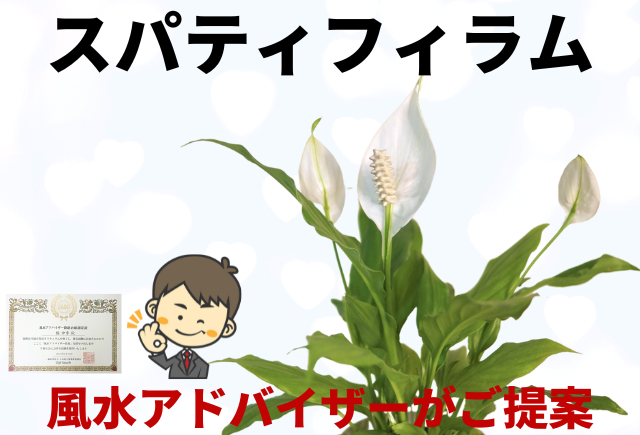 スパティフィラムの花が咲かない原因とその対処法を解説 グリーンスマイル