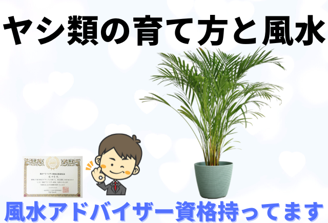 ヤシ類の育て方 楽しみ方と風水のお話し グリーンスマイル