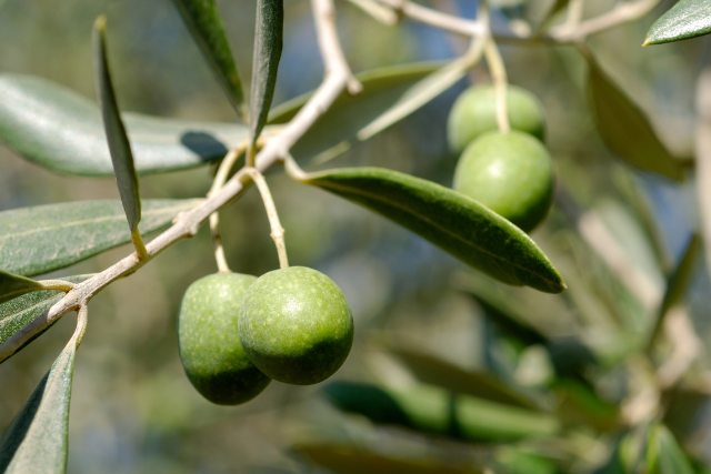 オリーブの木に実がつかない原因と実をつけるために必要なこと 観葉植物と風水のグリーンスマイルblog