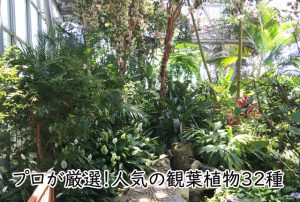 人気の観葉植物32種の育て方 楽しみ方 風水情報をプロが解説 観葉植物と風水のグリーンスマイルblog