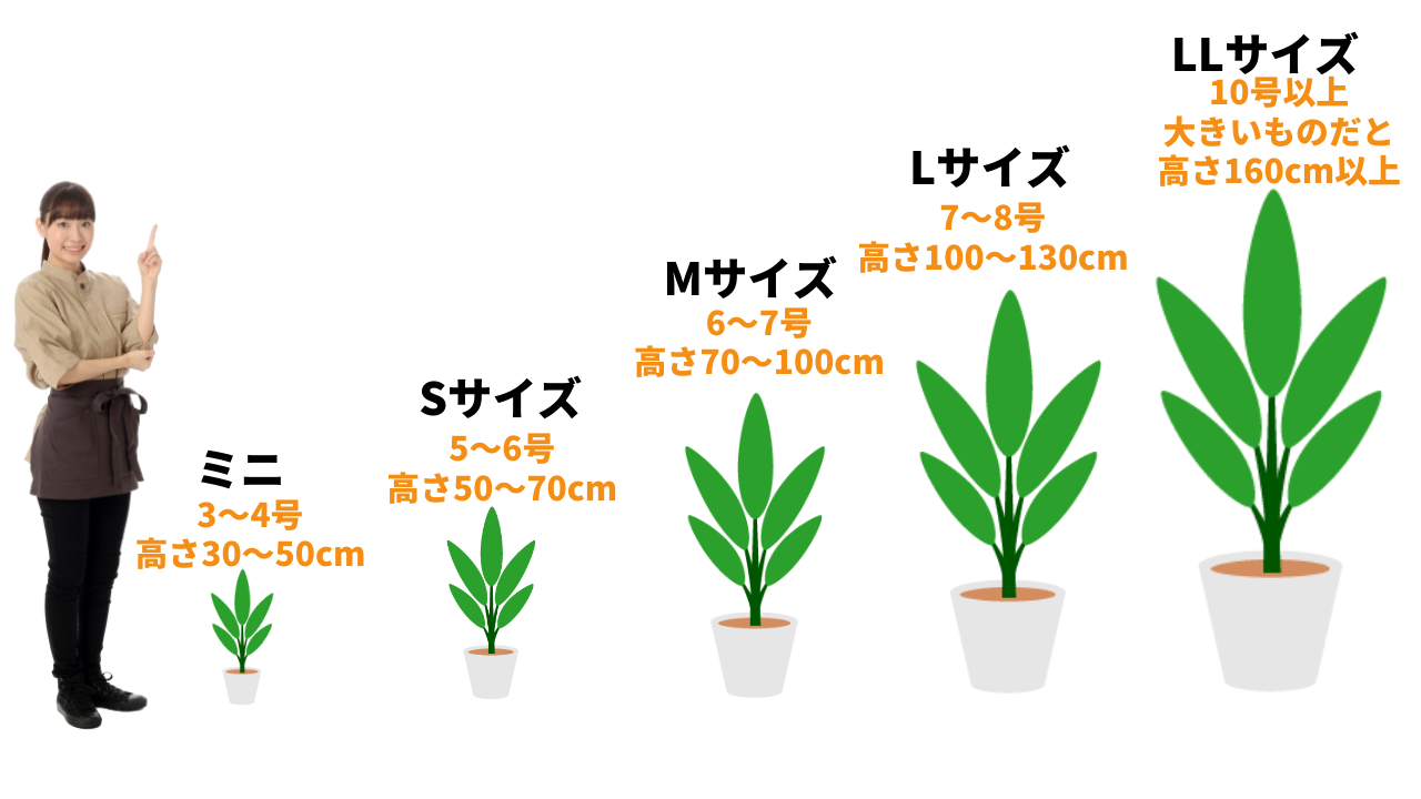 観葉植物の大きさと鉢選びと風水効果のお話し グリーンスマイル